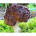 Мицелий Строчка обыкновенного (Gyromitra esculenta)